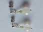 Preview: earrings-silver-agate-peridot--